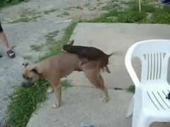 Zoophilia enthusiasts filmed this amusing clip of a little dog having sex with a larger K9